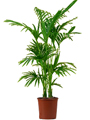 Kentia - palmier
